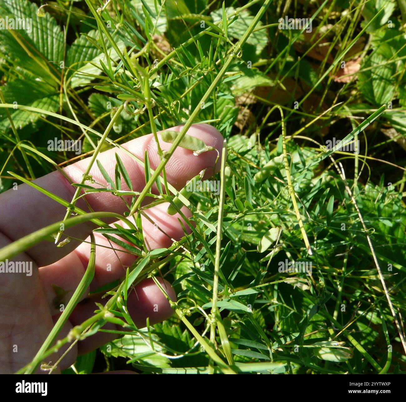 Smooth Tare Vicia Tetrasperma Stock Photo Alamy smooth-tare-vicia-tetrasperma-stock-photo-alamy