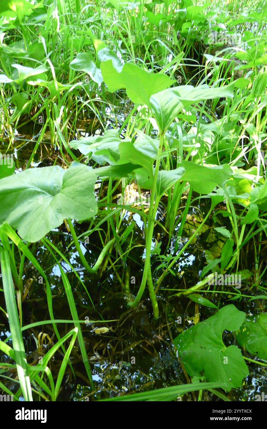 woolly-butterbur-petasites-spurius-stock-photo-alamy