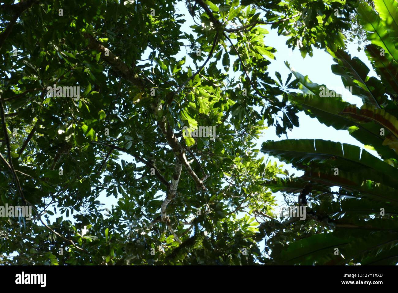 flowering plants (Angiospermae Stock Photo - Alamy