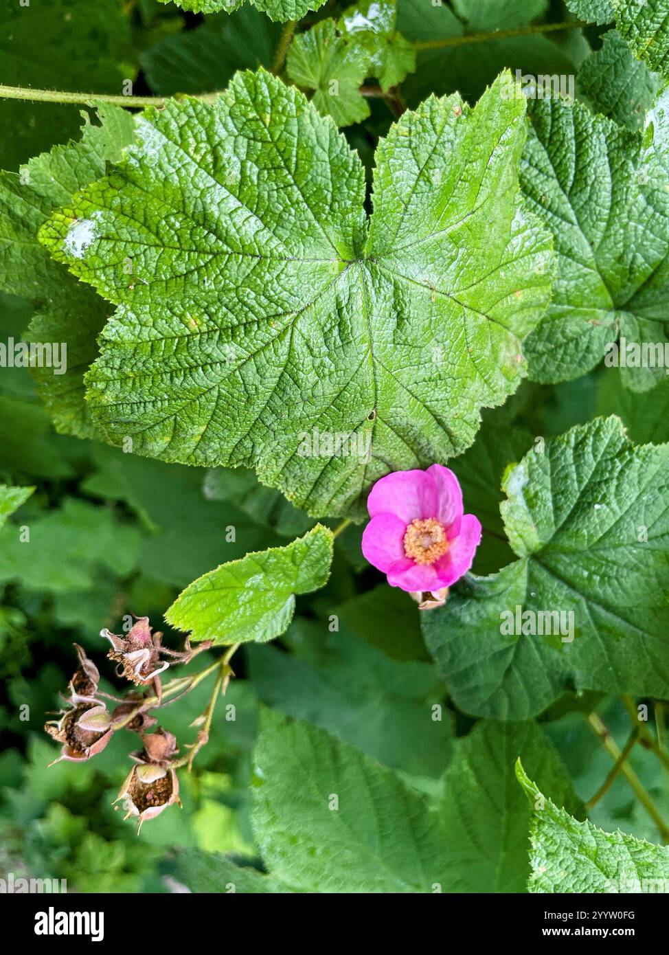 Flowered Raspberry Purple flowered raspberry hi-res stock photography and images - Alamy