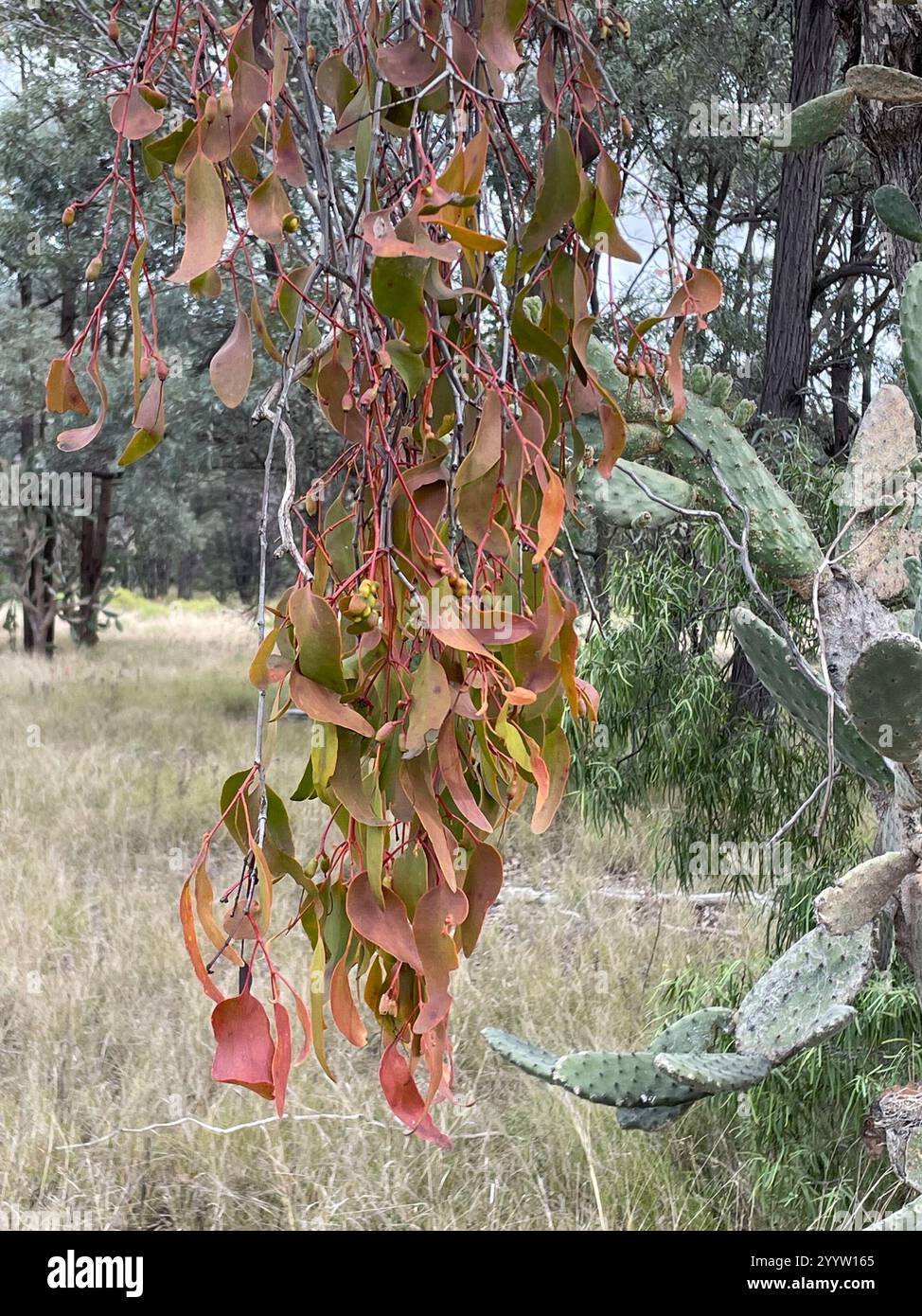 Miquelii hi-res stock photography and images - Alamy