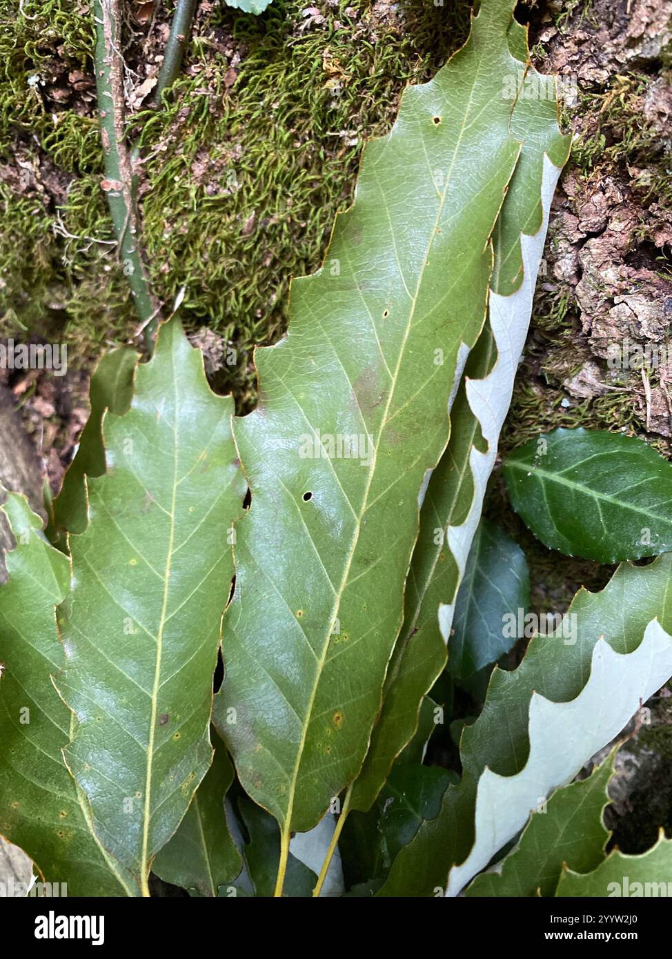 chinkapin oak (Quercus muehlenbergii Stock Photo - Alamy