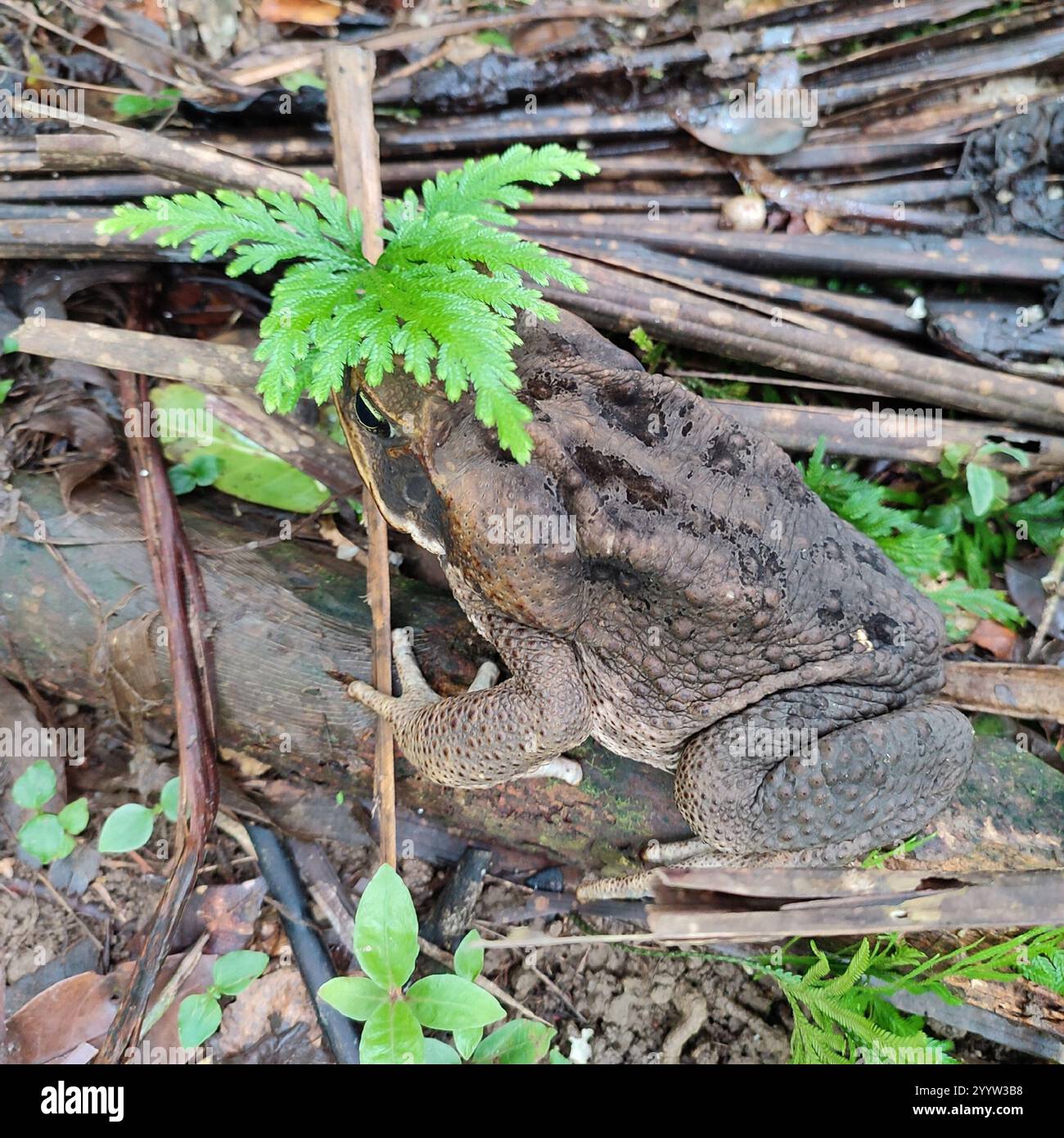 Cane Toad (Rhinella marina Stock Photo - Alamy