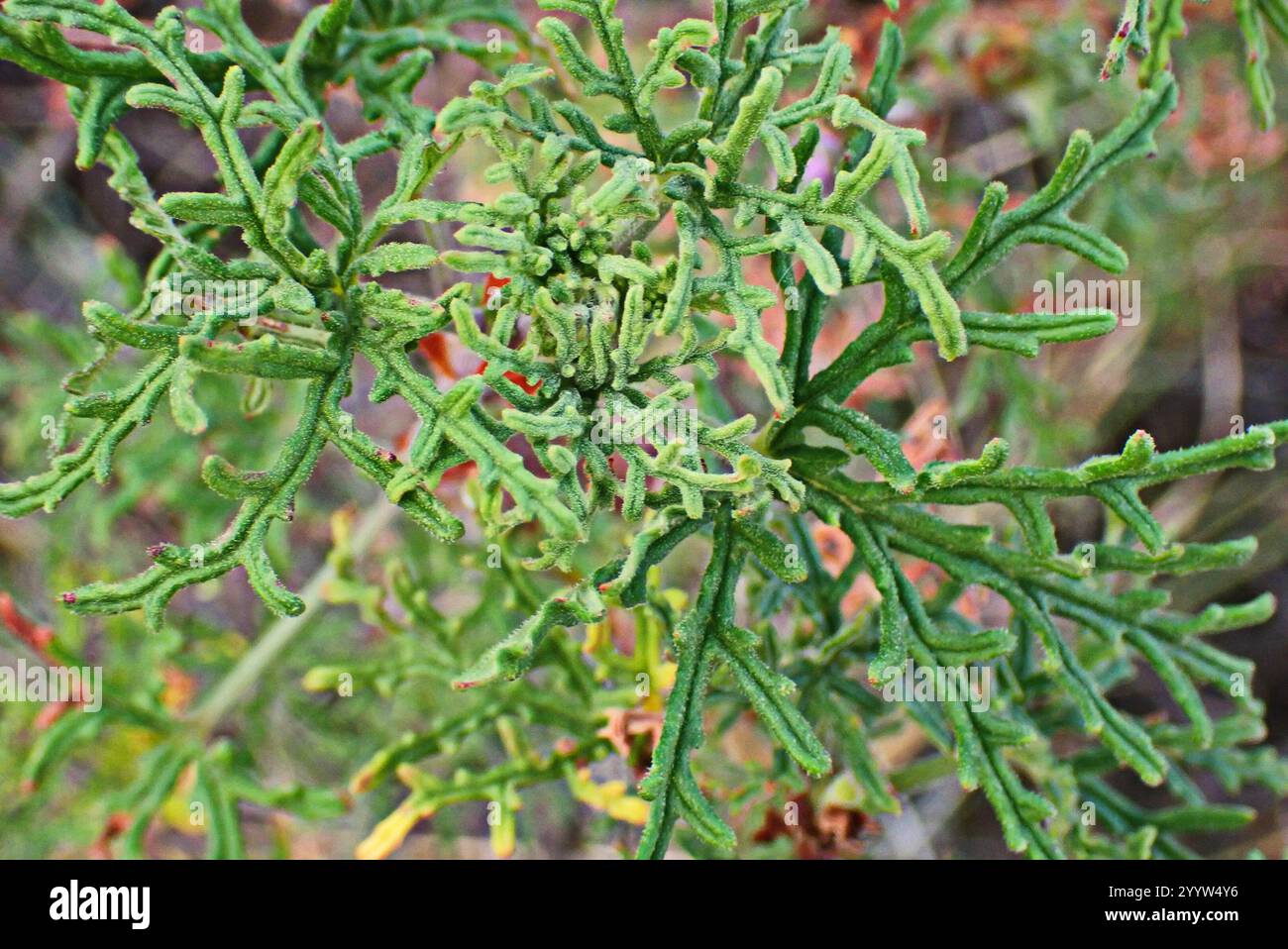 Rasp-leaf pelargonium (Pelargonium radens Stock Photo - Alamy