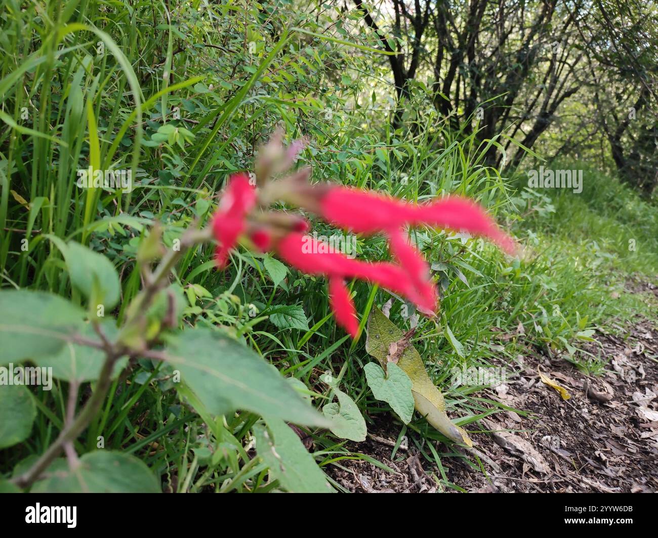 Cardinal Sage (Salvia fulgens Stock Photo - Alamy