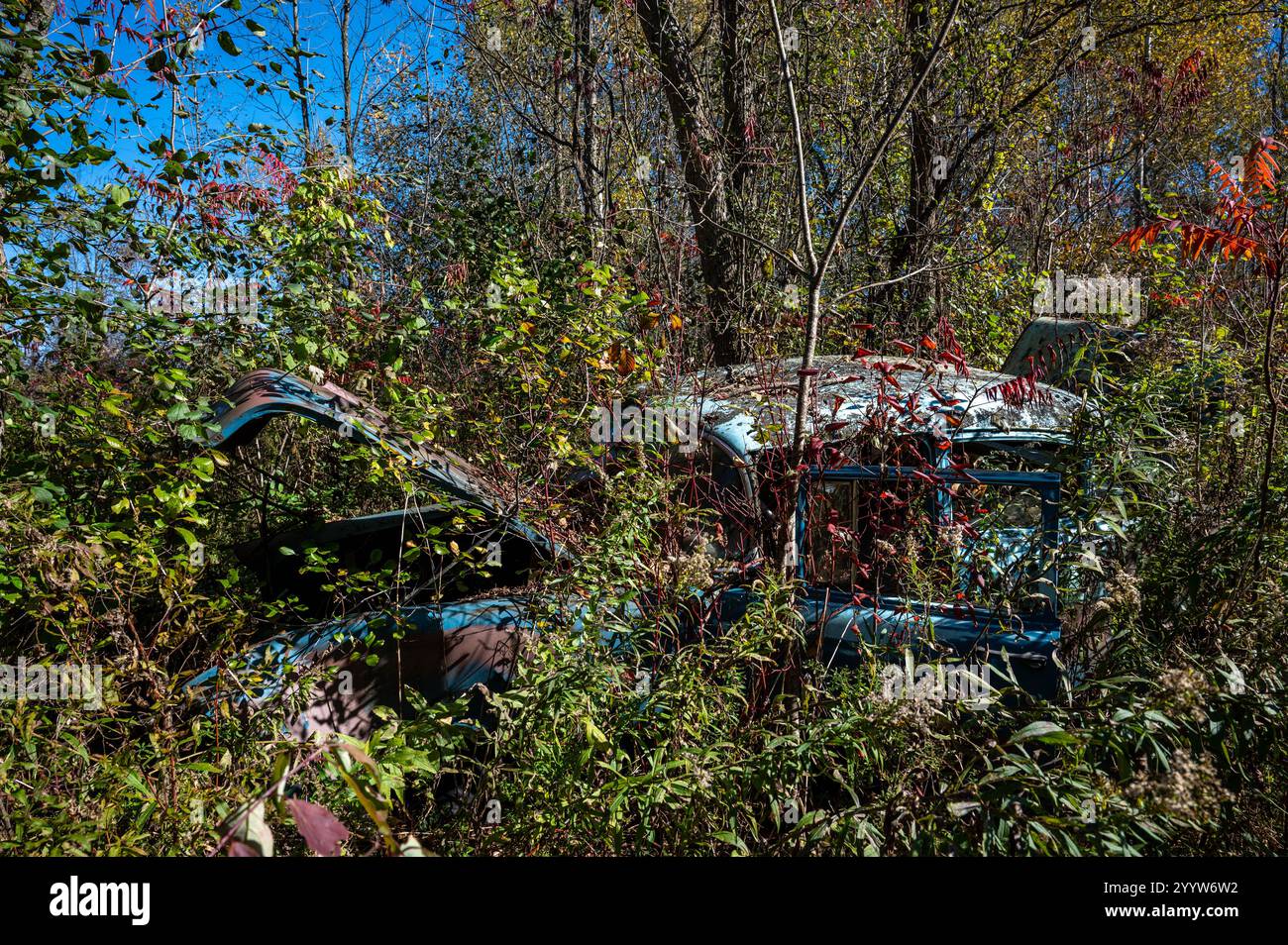 Old rusting car now overgrown with weeds and tall grass Stock Photo - Alamy