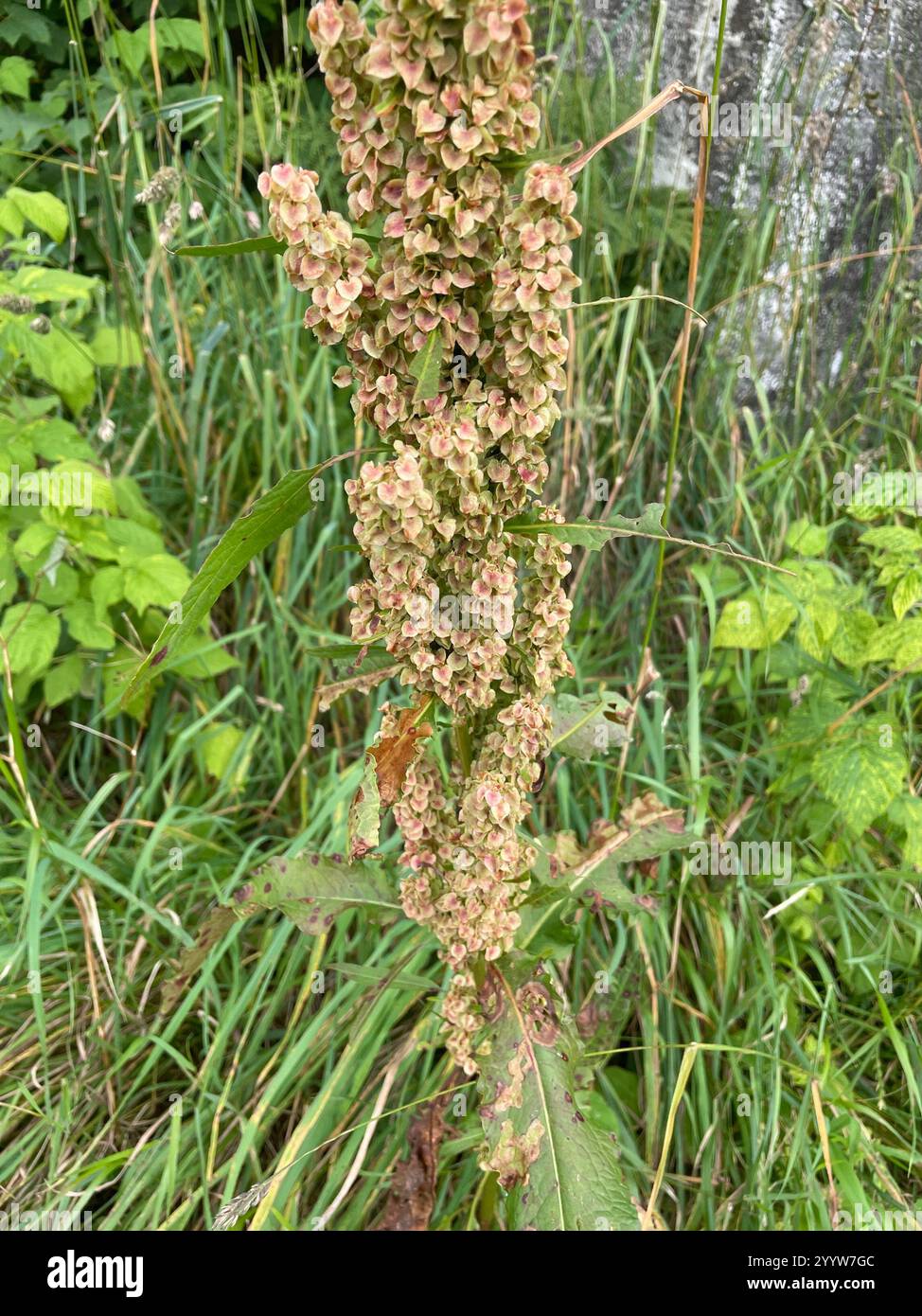 docks and sorrels (Rumex Stock Photo - Alamy