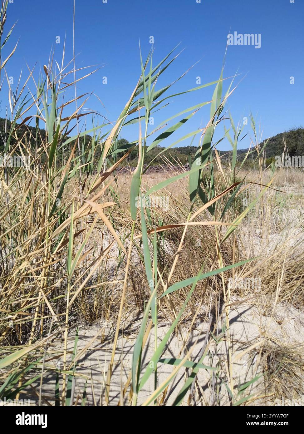 European reed (Phragmites australis australis Stock Photo - Alamy