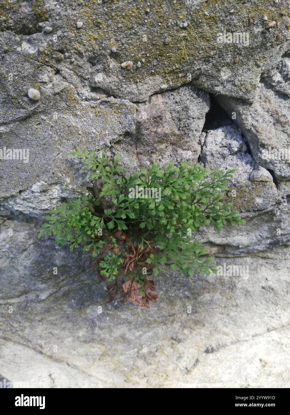 wall-rue (Asplenium ruta-muraria Stock Photo - Alamy