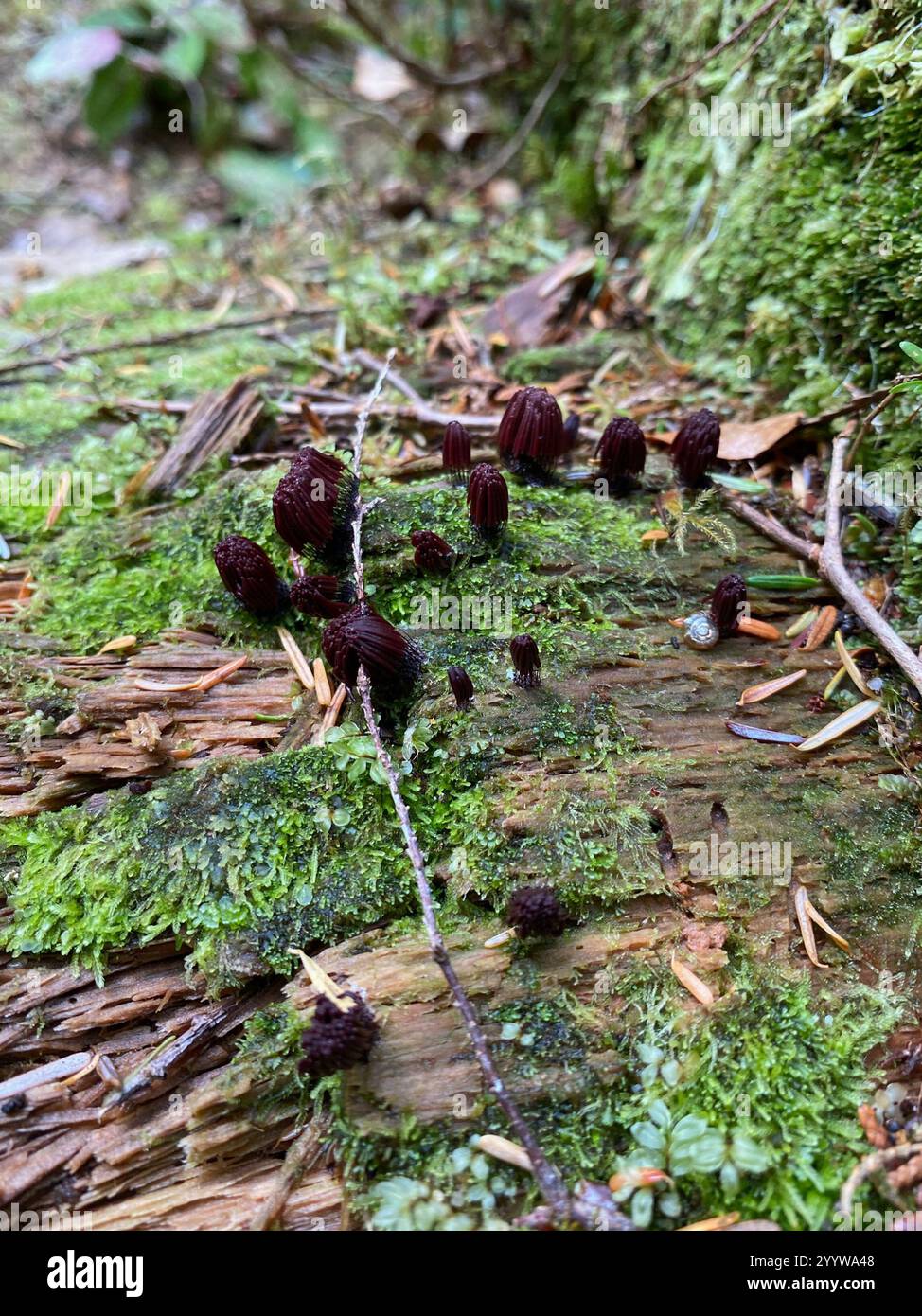 Stemonitis Splendens chocolate tube slime (Stemonitis splendens Stock Photo - Alamy