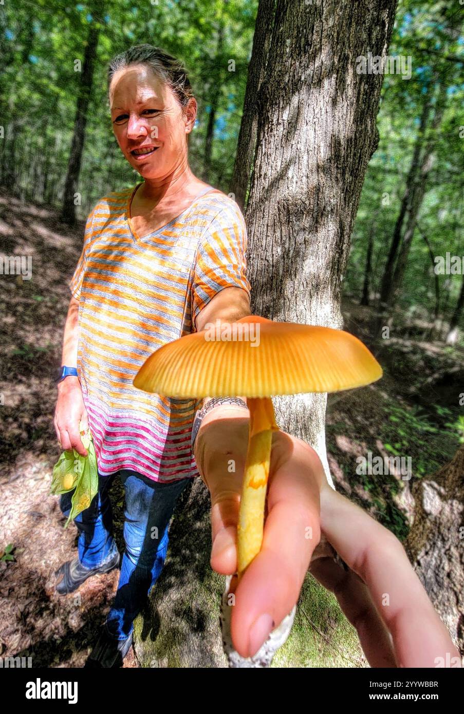 Jackson's slender Caesar (Amanita jacksonii Stock Photo - Alamy