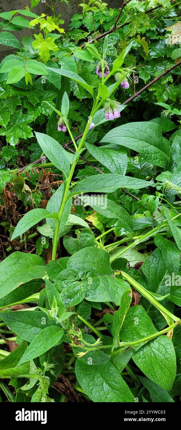 common comfrey (Symphytum officinale Stock Photo - Alamy