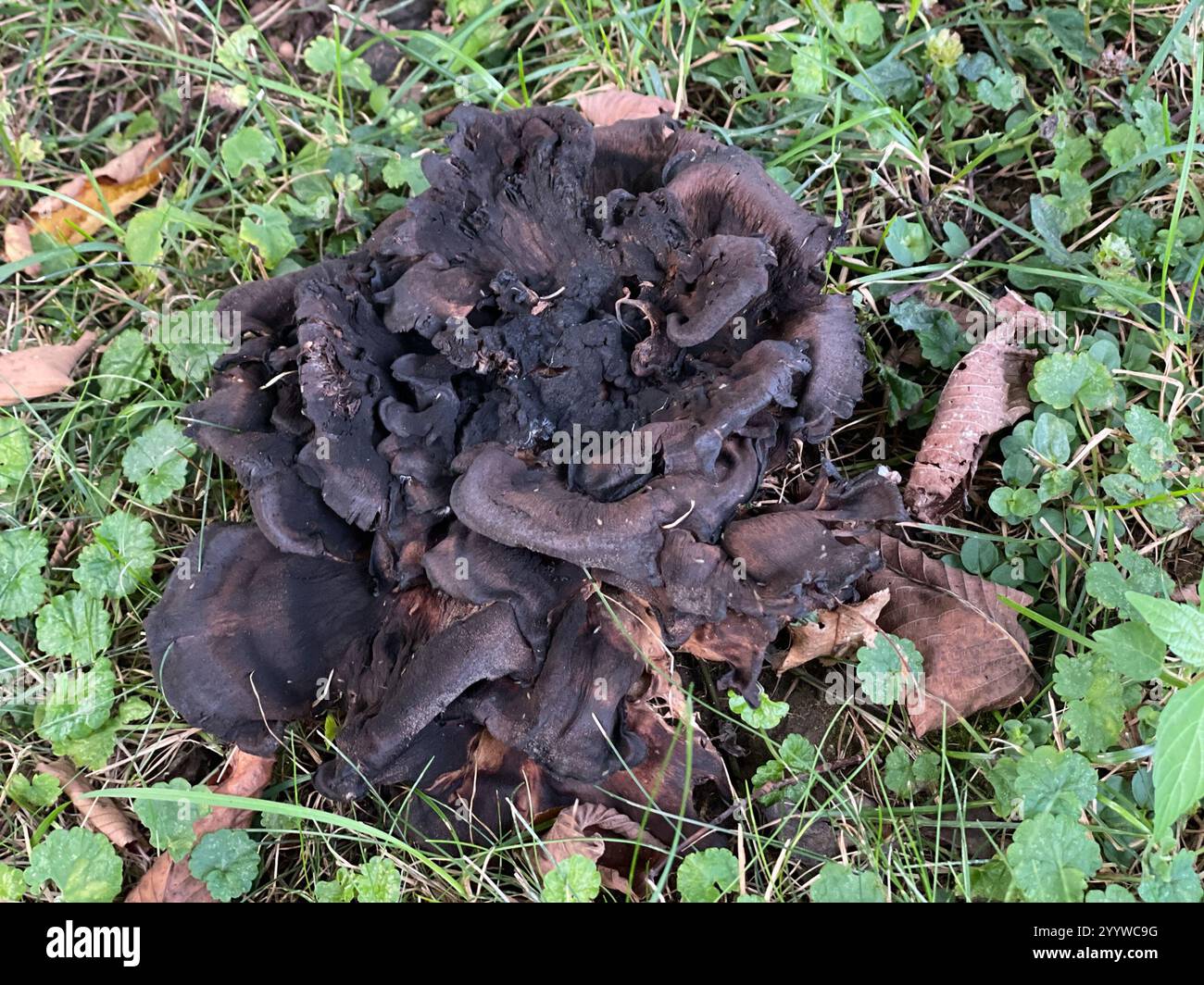 Meripilus Spore Black-staining Polypore (Meripilus sumstinei Stock Photo - Alamy
