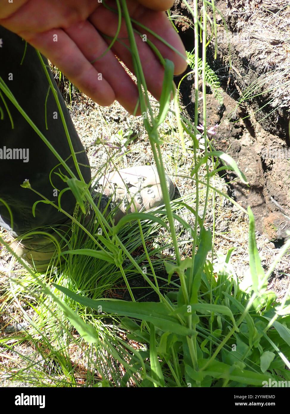 drummond's rockcress (Boechera stricta Stock Photo - Alamy