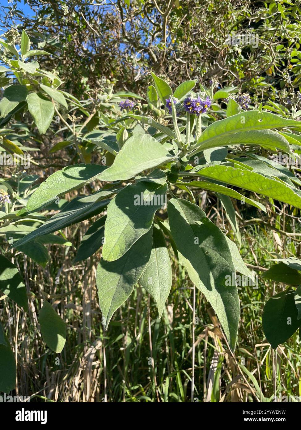 bugweed (Solanum mauritianum Stock Photo - Alamy