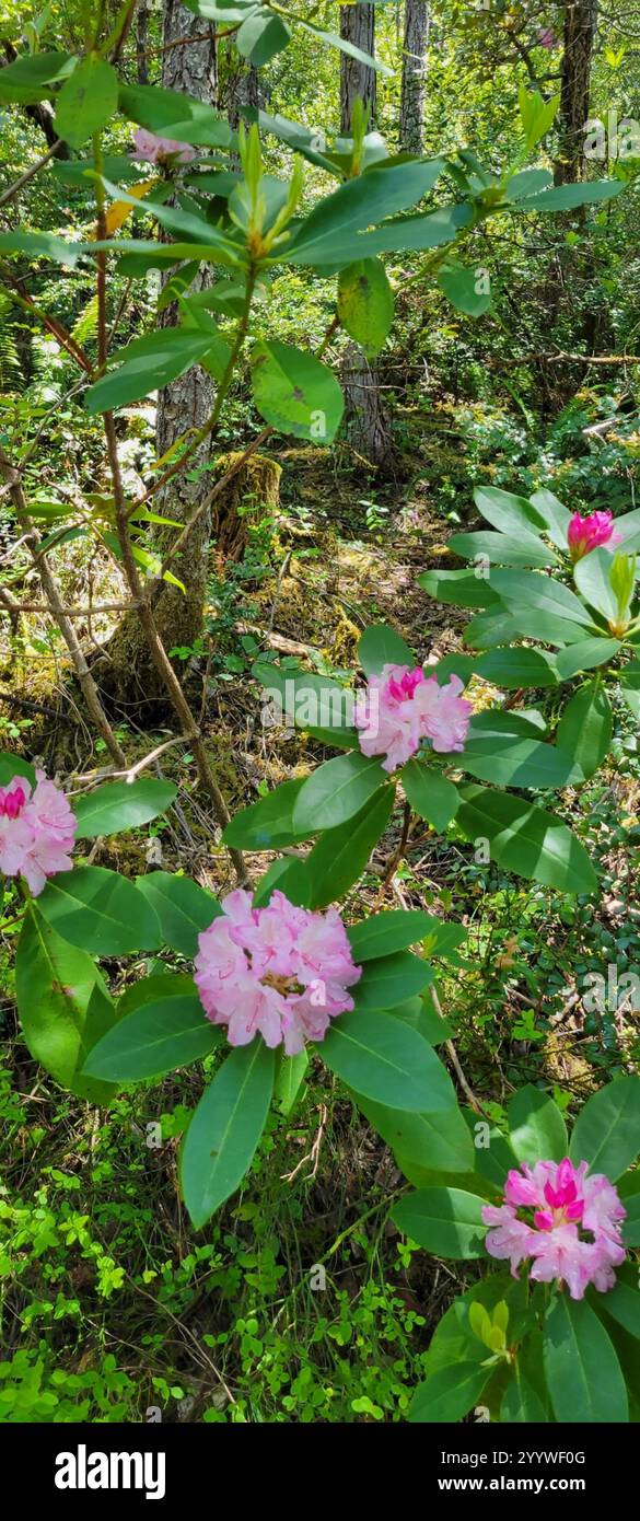 Pacific rhododendron (Rhododendron macrophyllum Stock Photo - Alamy