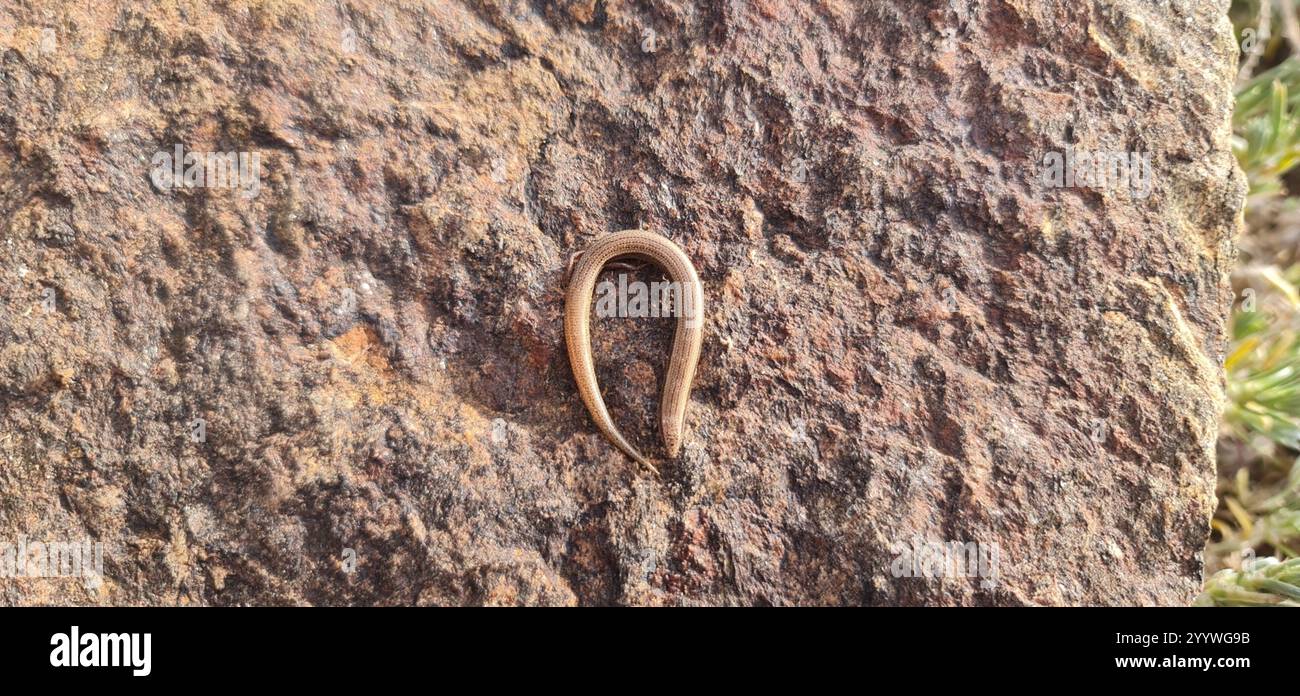 Timida hi-res stock photography and images - Alamy