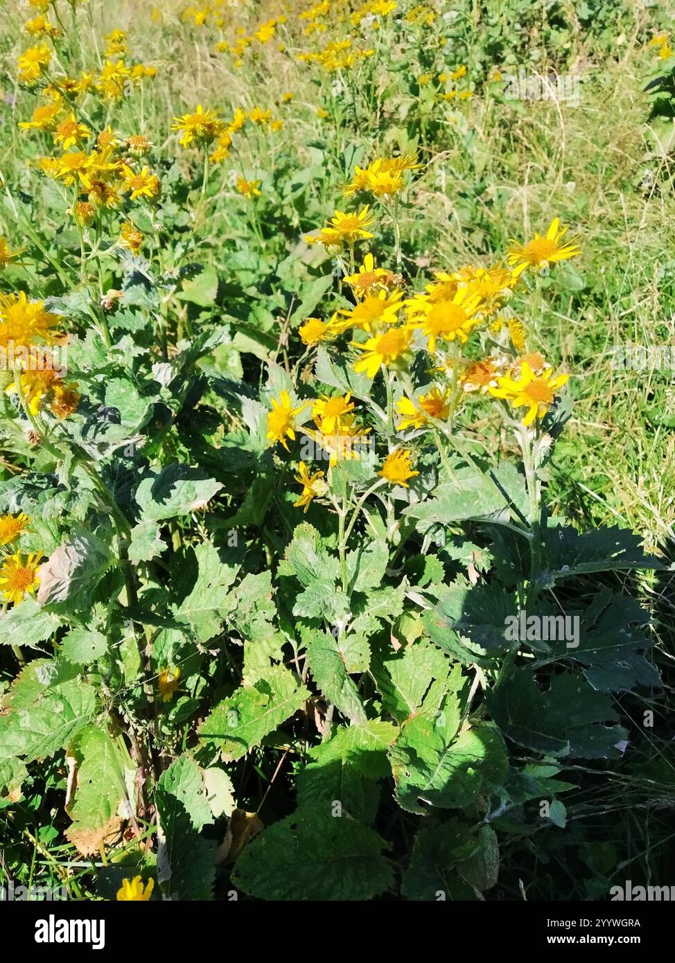 Alpine ragwort (Jacobaea alpina Stock Photo - Alamy