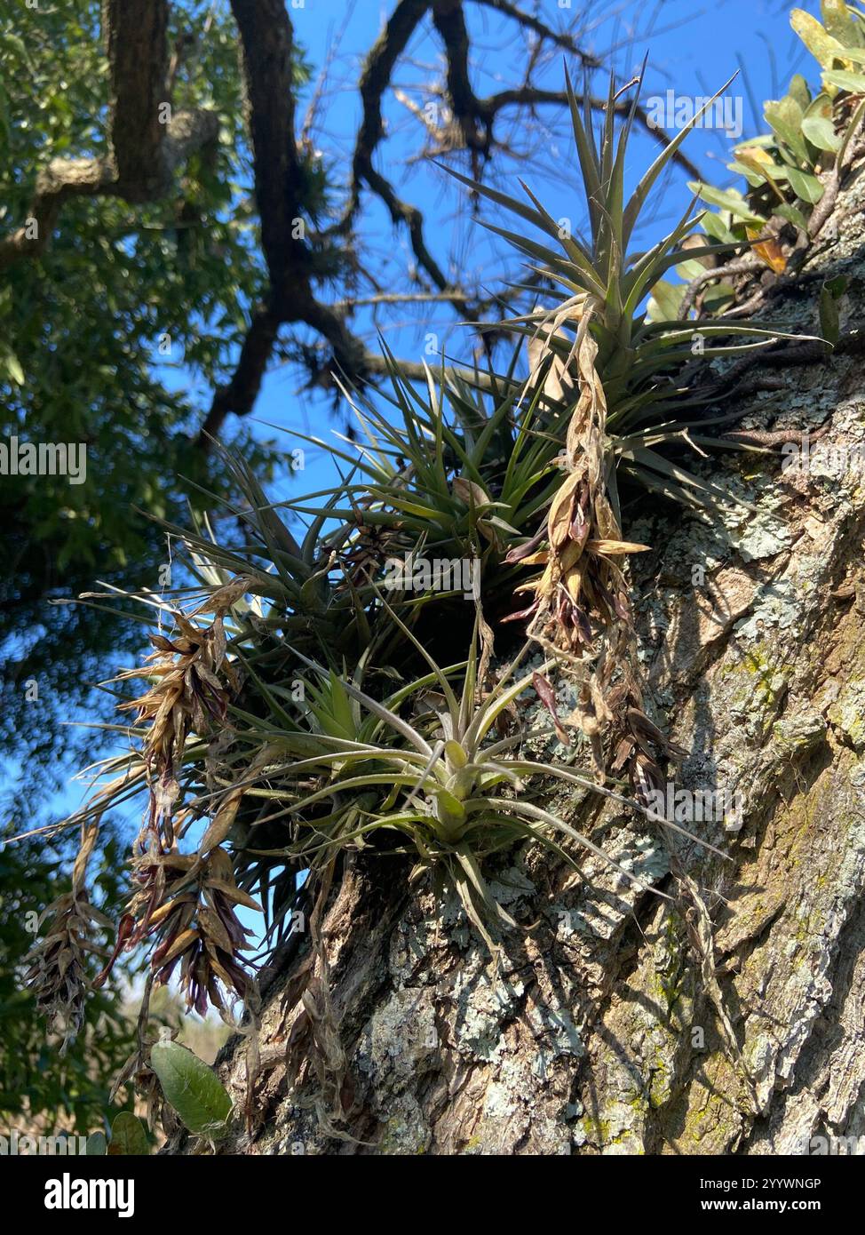 Tillandsia tillandsia aeranthos hi-res stock photography and images - Alamy