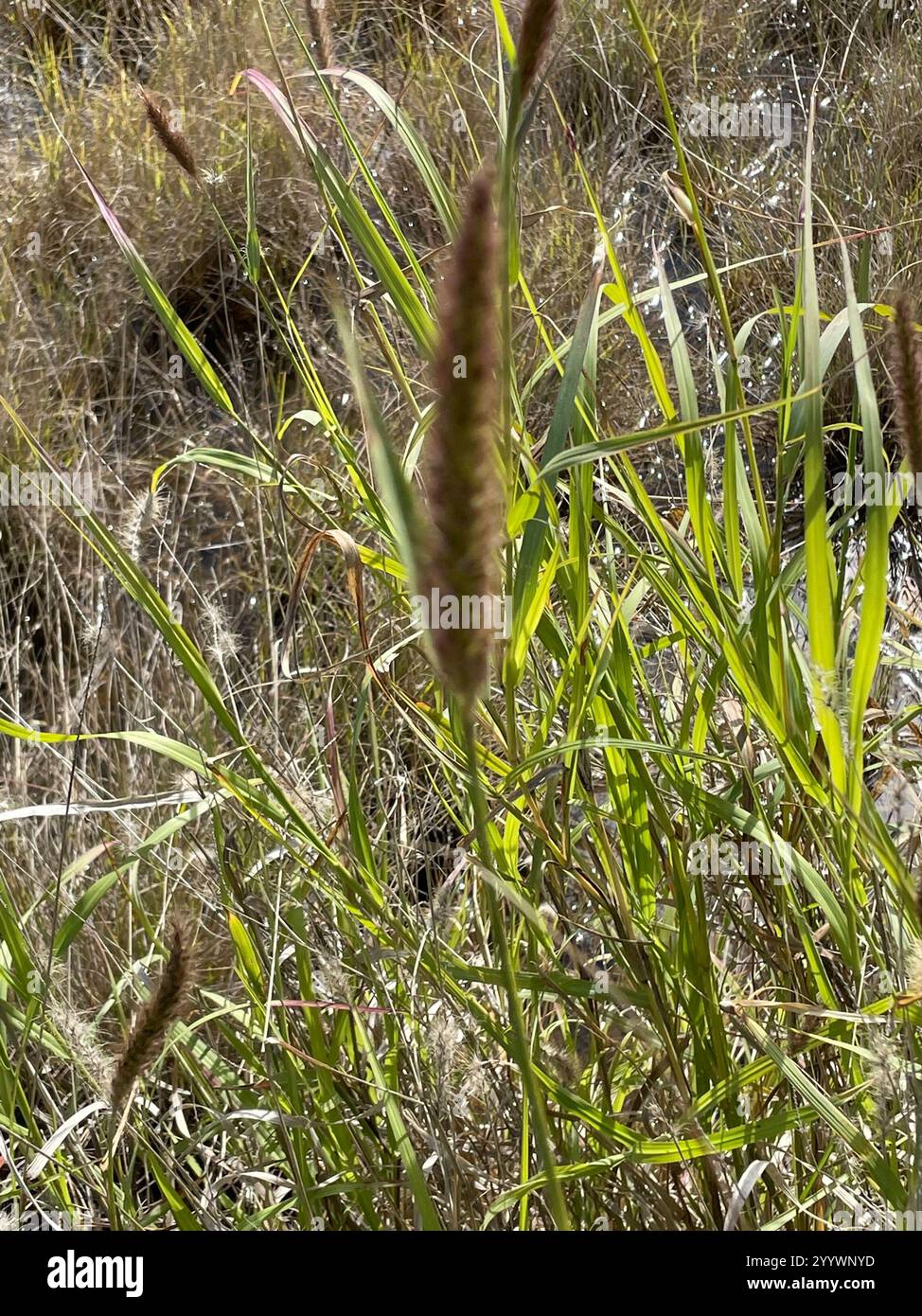 Buffelgrass hi-res stock photography and images - Alamy