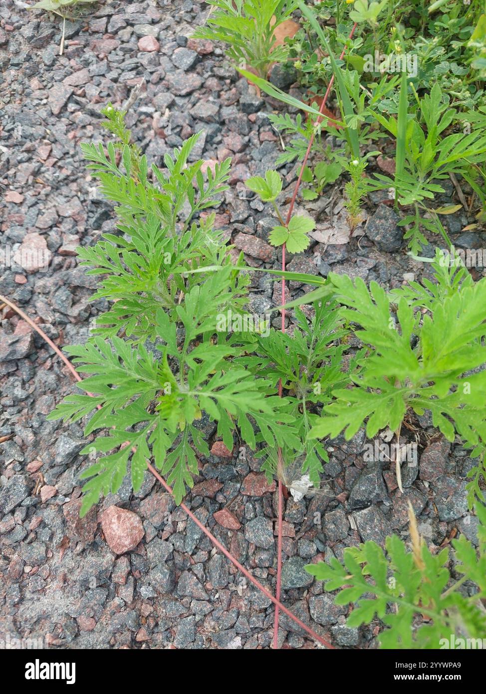 common ragweed (Ambrosia artemisiifolia Stock Photo - Alamy