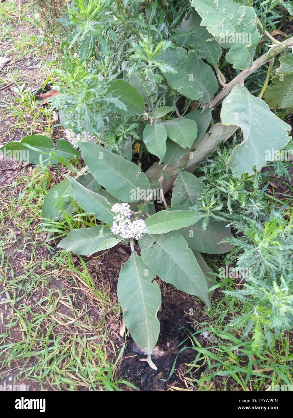 bugweed (Solanum mauritianum Stock Photo - Alamy