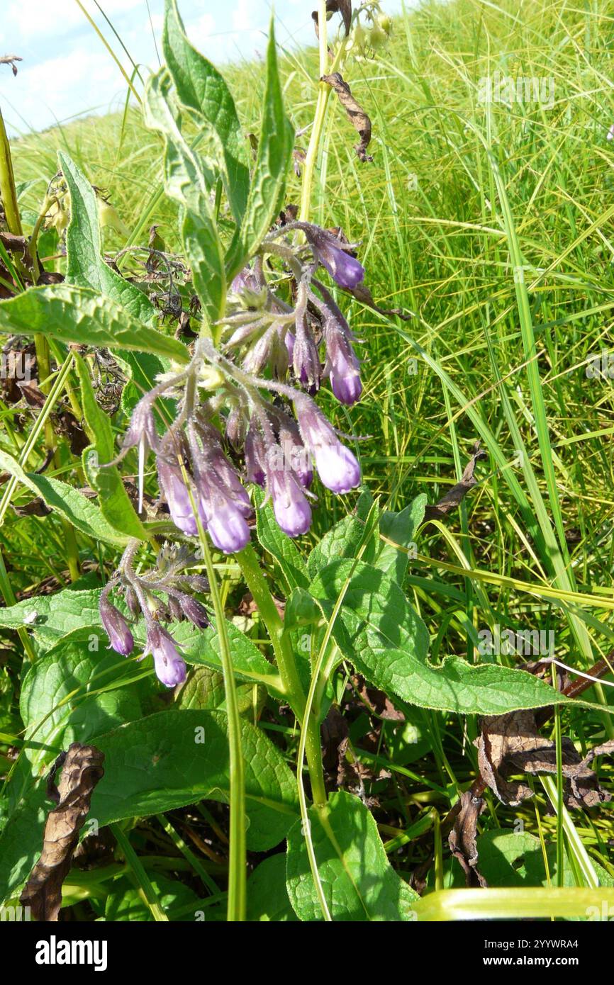 common comfrey (Symphytum officinale Stock Photo - Alamy
