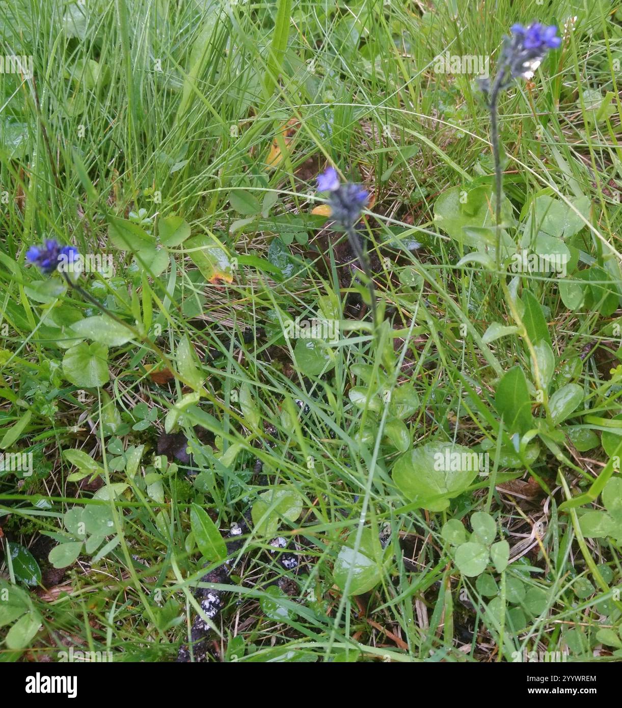 Alpine speedwell veronica alpina hi-res stock photography and images ...