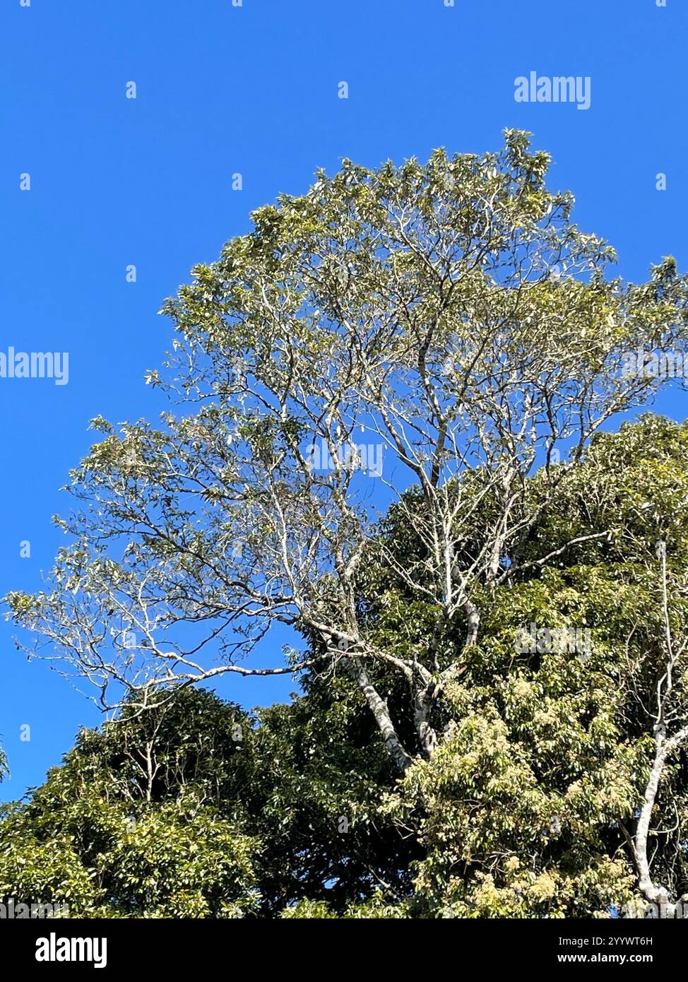 flowering plants (Angiospermae Stock Photo - Alamy