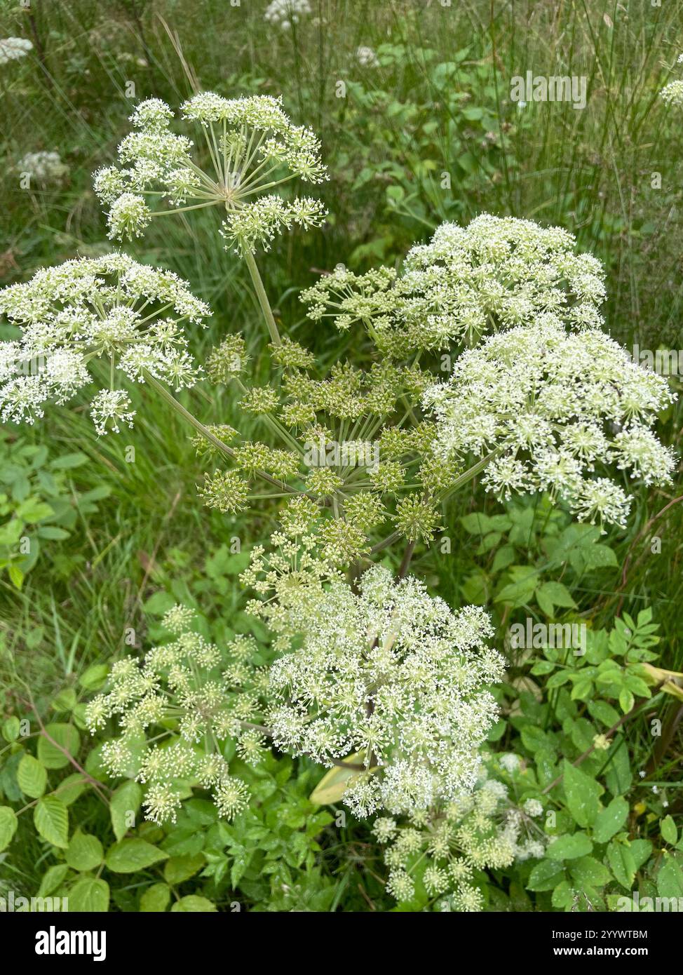 Wild Angelica (Angelica sylvestris Stock Photo - Alamy