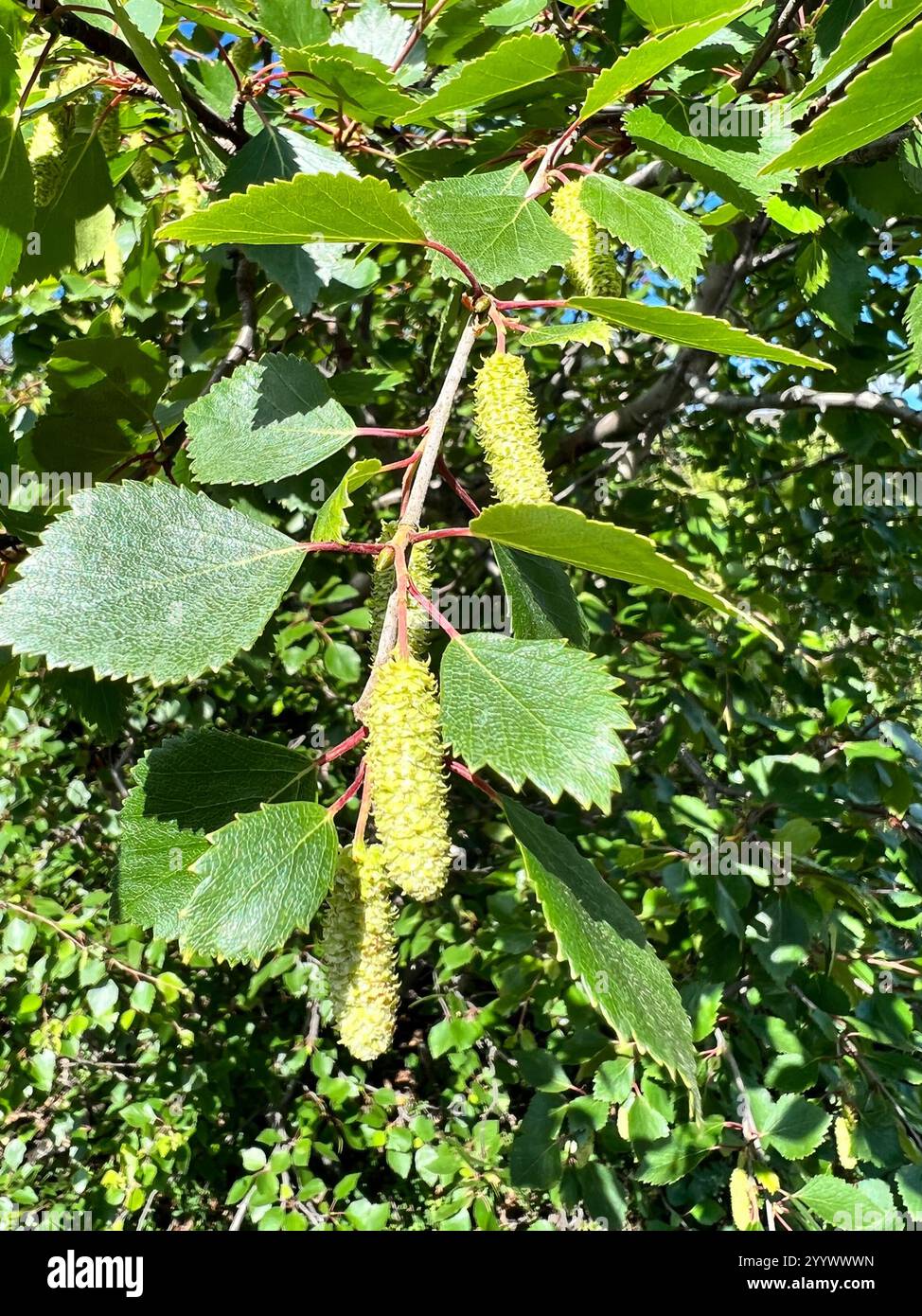 Downy Birch Betula Pubescens Stock Photo Alamy