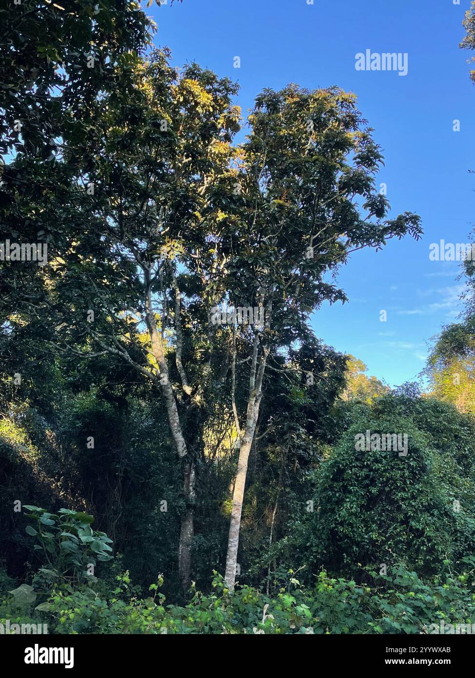 Native Tamarind (Diploglottis australis Stock Photo - Alamy