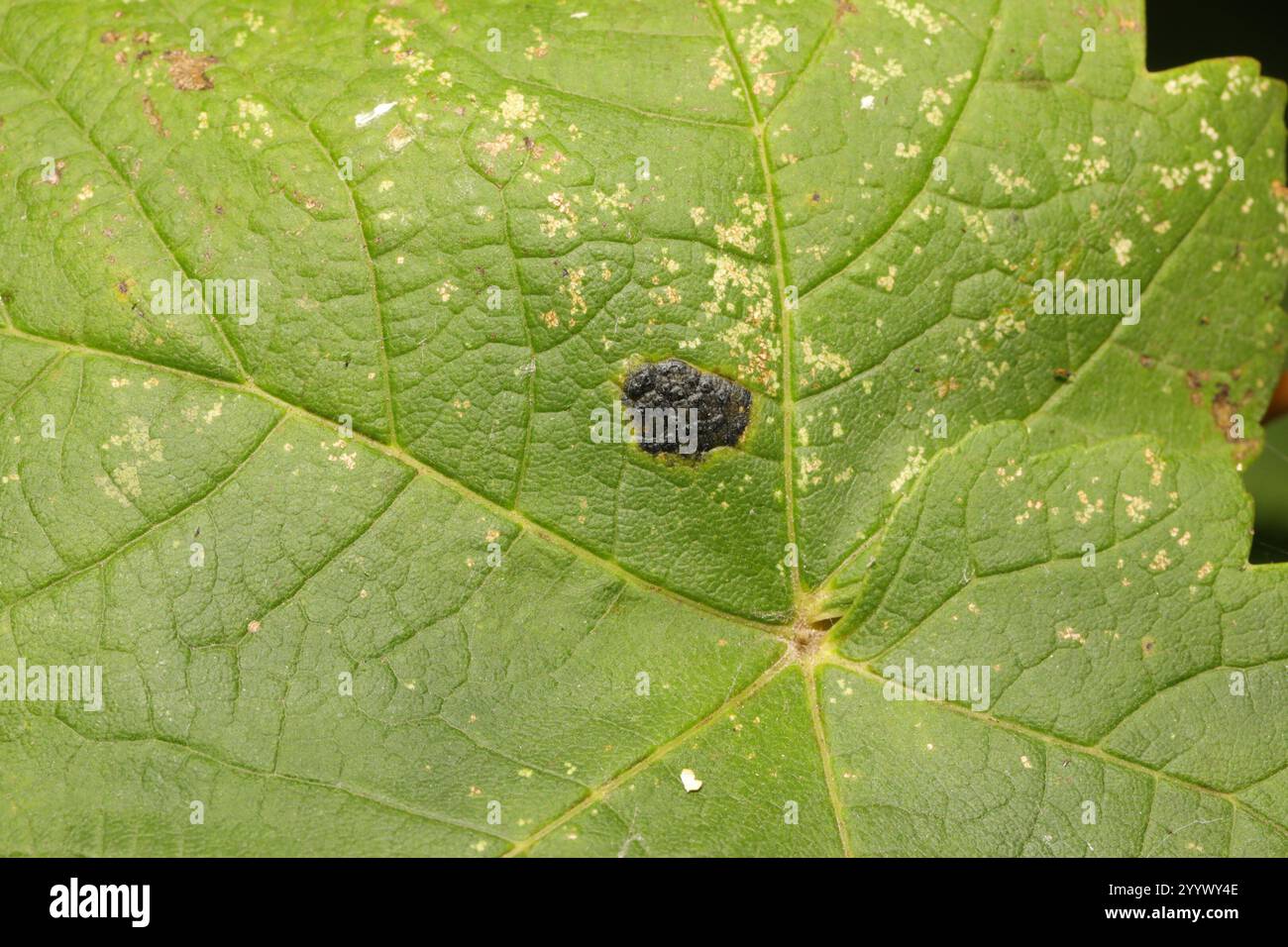 Black Tar Spot Rhytisma Acerinum Stock Photo Alamy black-tar-spot-rhytisma-acerinum-stock-photo-alamy