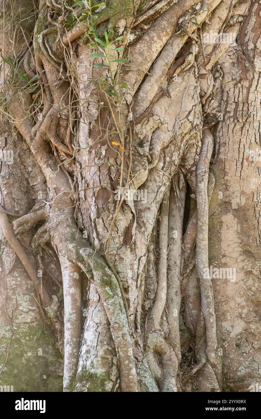 Thick, gnarled tree roots of the fig tree intertwine in a complex ...