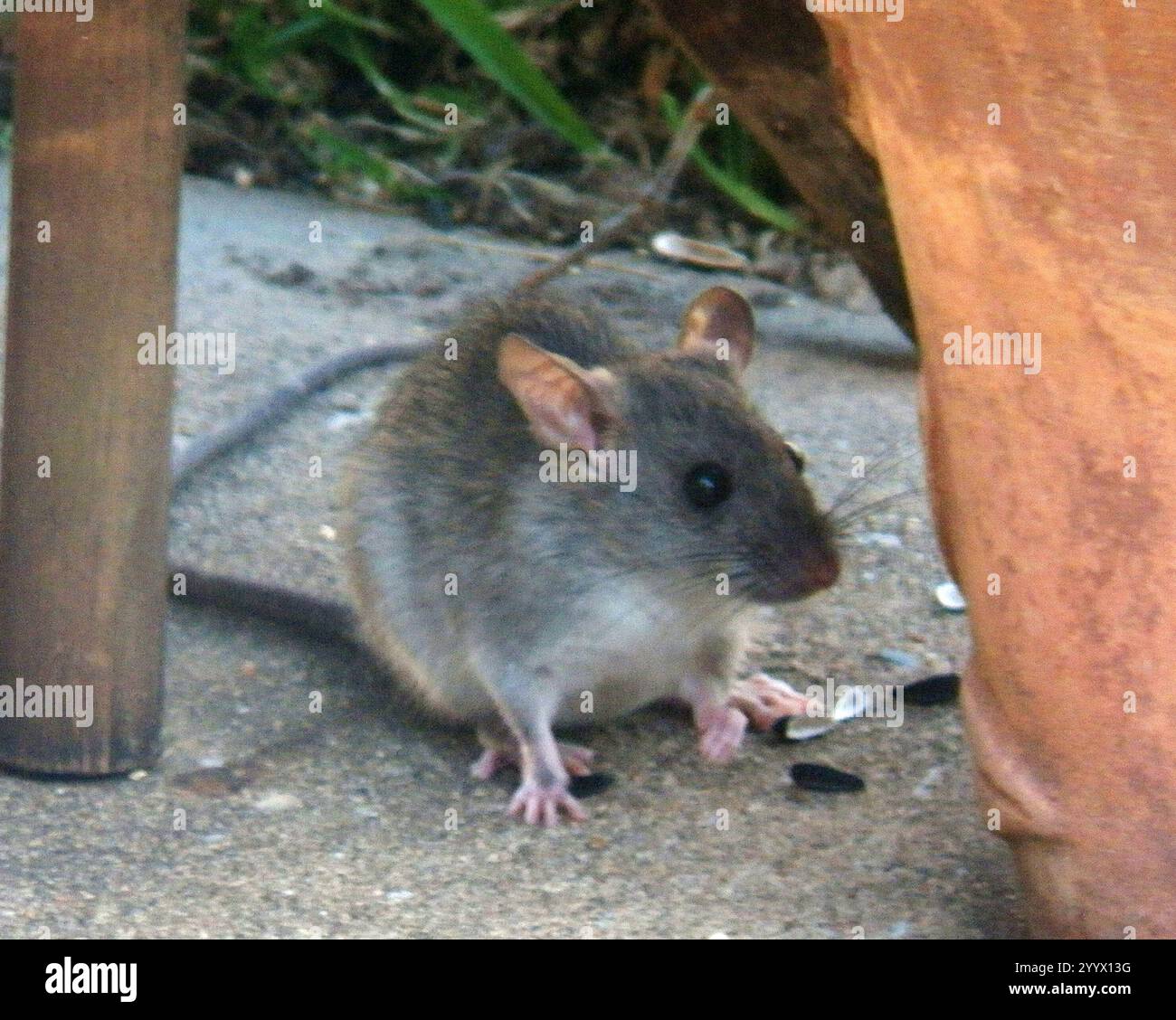 Black Rat (Rattus rattus Stock Photo - Alamy