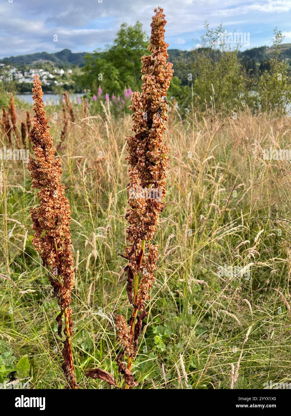 docks and sorrels (Rumex Stock Photo - Alamy