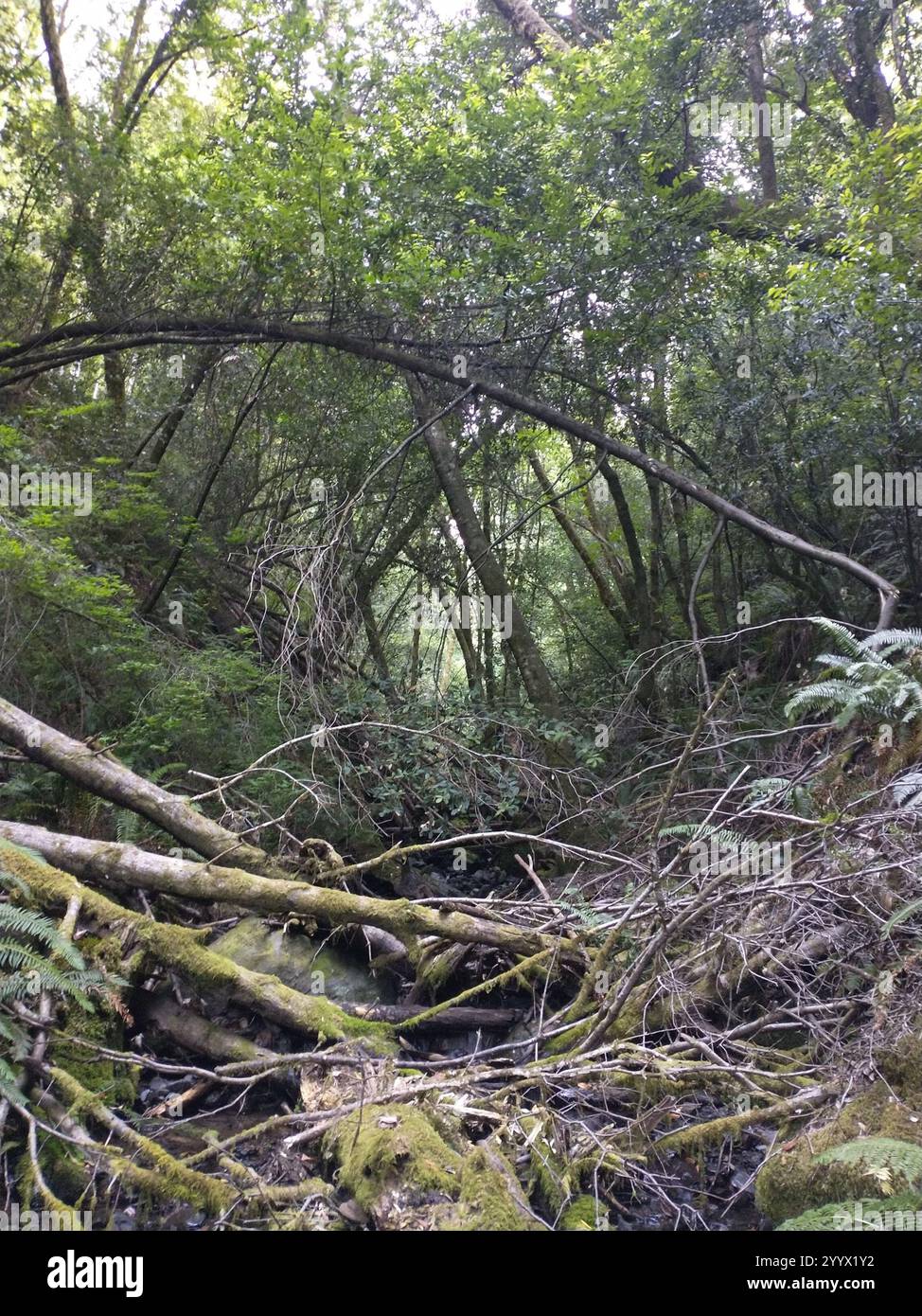 California bay (Umbellularia californica Stock Photo - Alamy