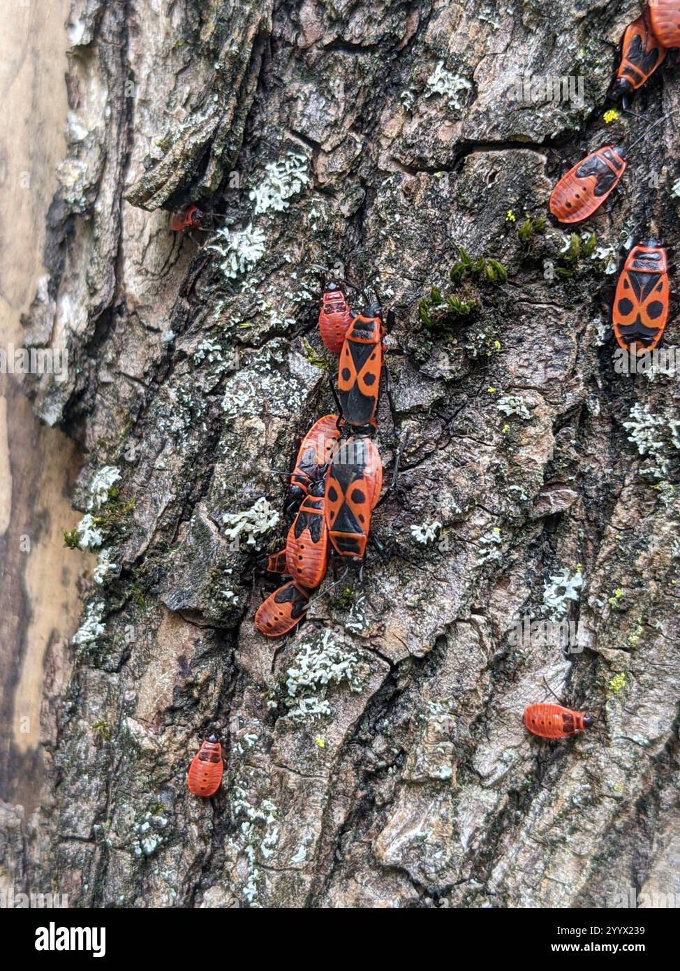 European Firebug (Pyrrhocoris apterus Stock Photo - Alamy