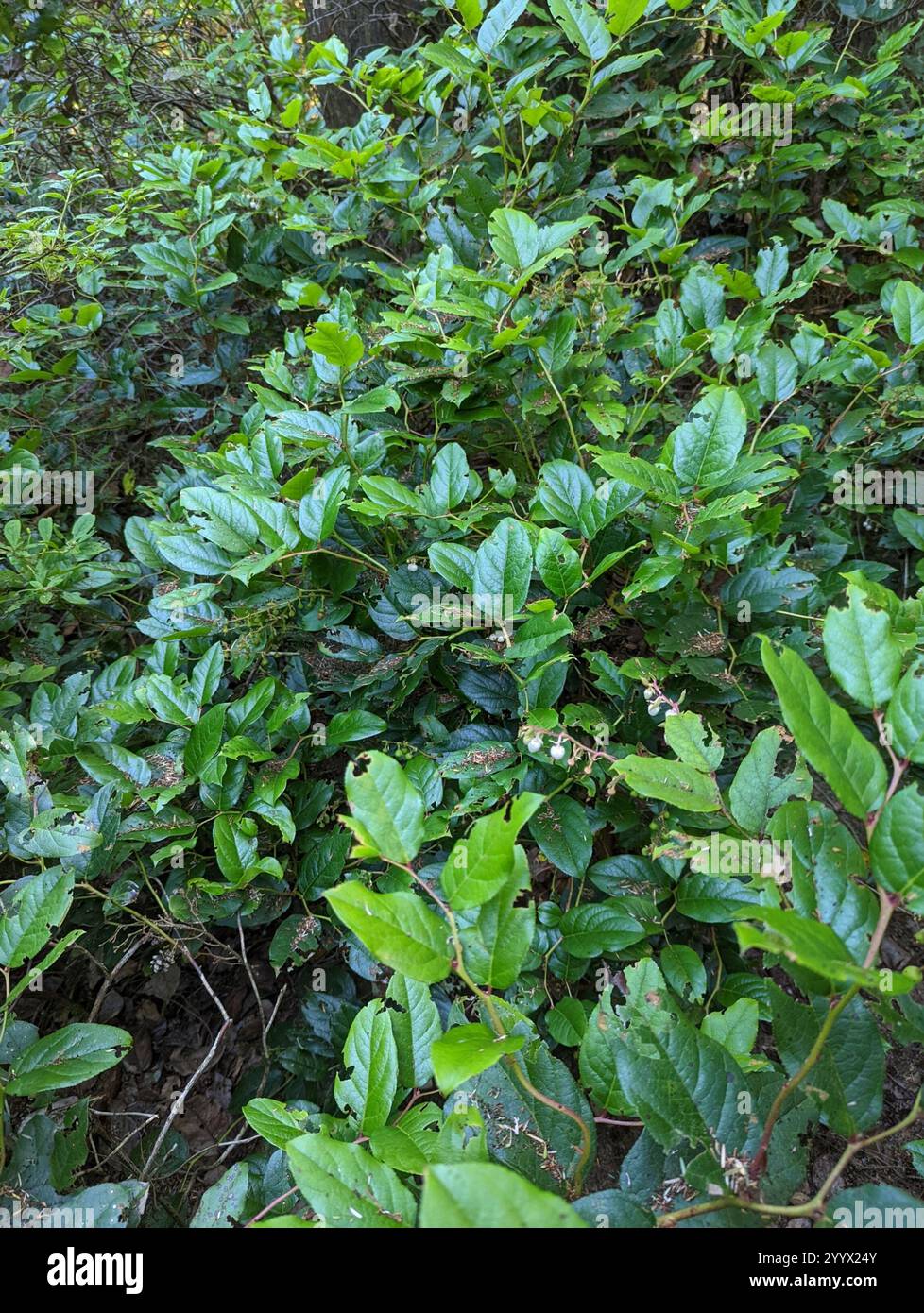 Shallon Spring salal (Gaultheria shallon Stock Photo - Alamy
