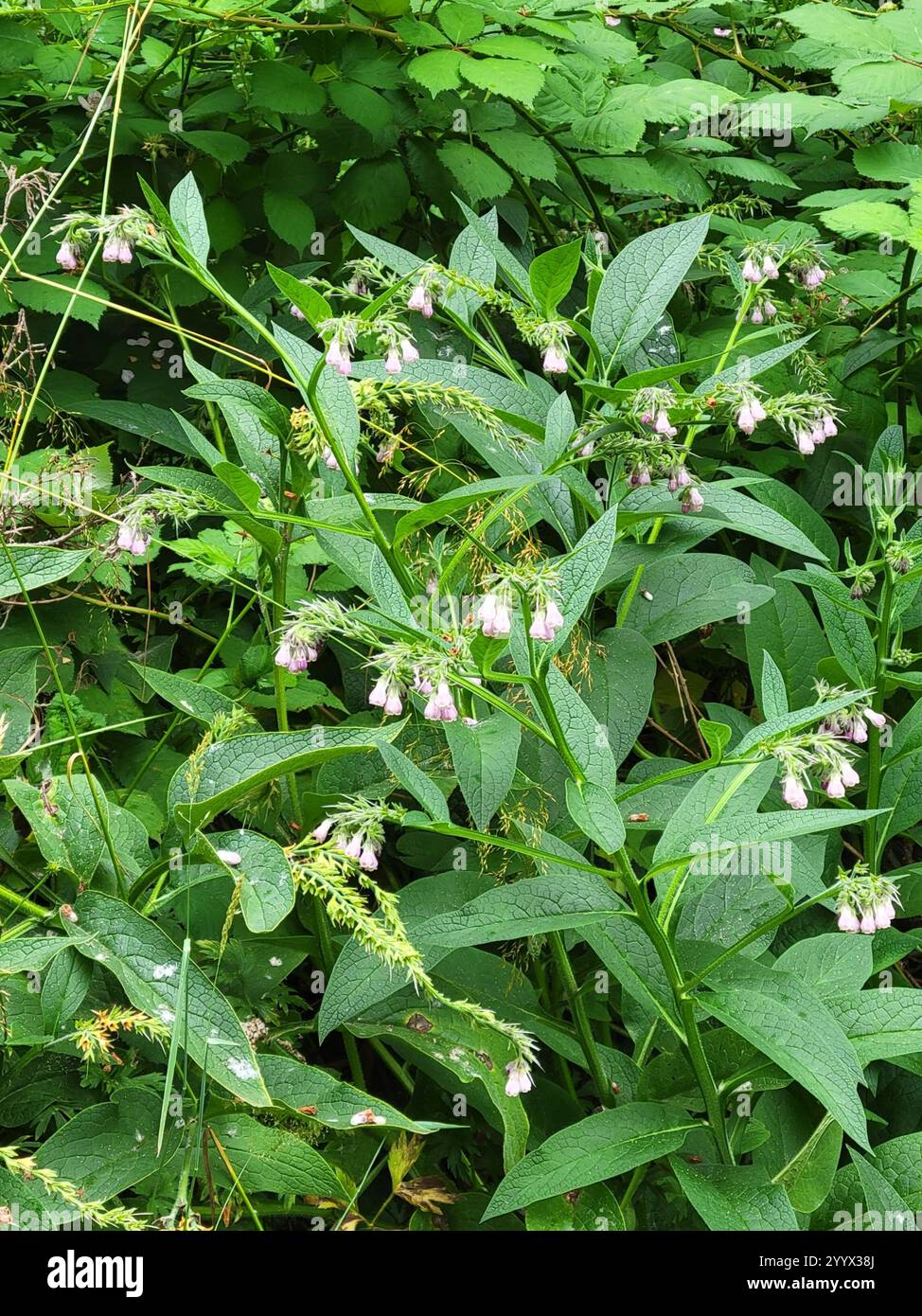 common comfrey (Symphytum officinale Stock Photo - Alamy
