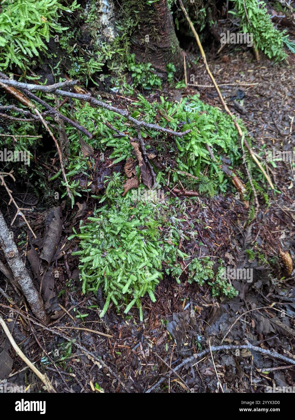 Waved Silk moss (Plagiothecium undulatum Stock Photo Alamy Waved Silk moss (Plagiothecium undulatum Stock Photo Alamy