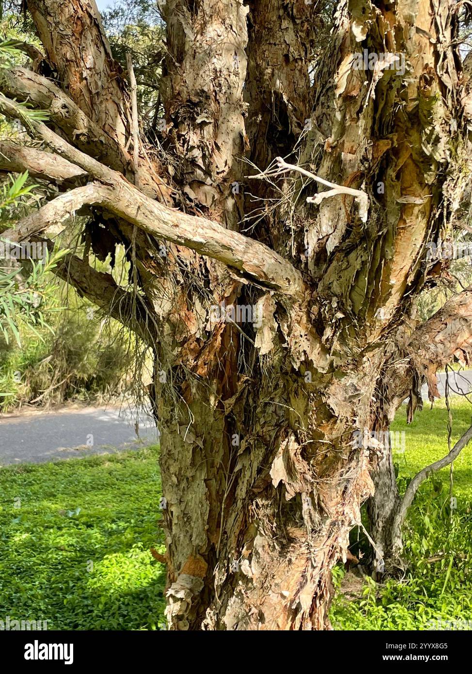 Snow-in-Summer (Melaleuca linariifolia) Stock Photo