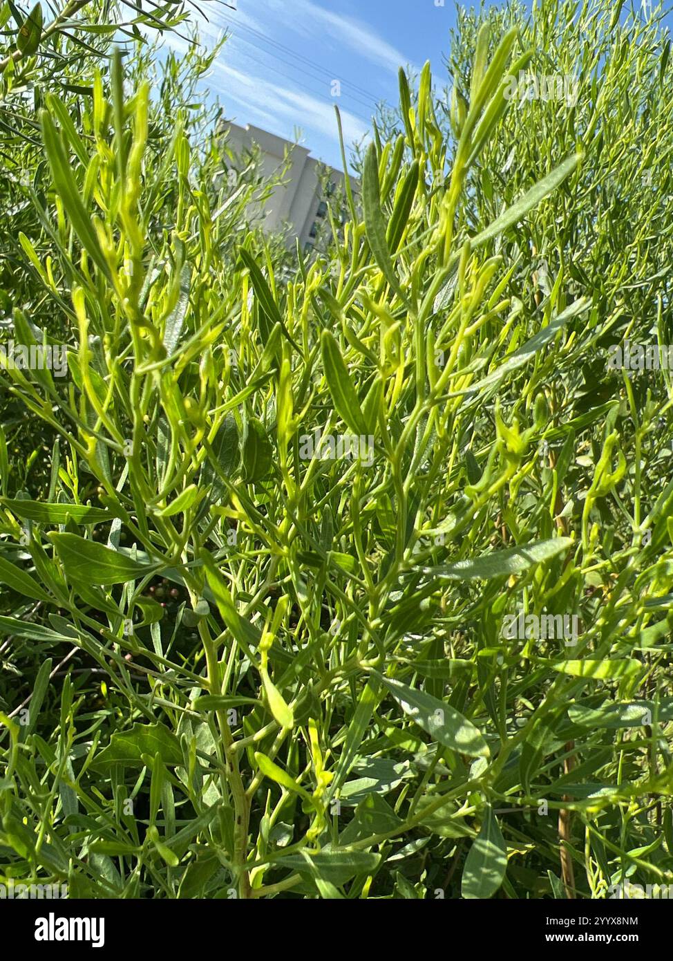 groundsel tree (Baccharis halimifolia Stock Photo - Alamy