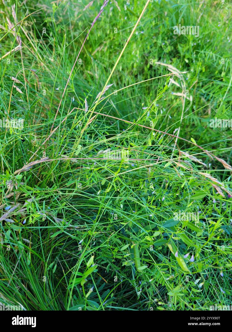 Smooth Tare Vicia Tetrasperma Stock Photo Alamy smooth-tare-vicia-tetrasperma-stock-photo-alamy