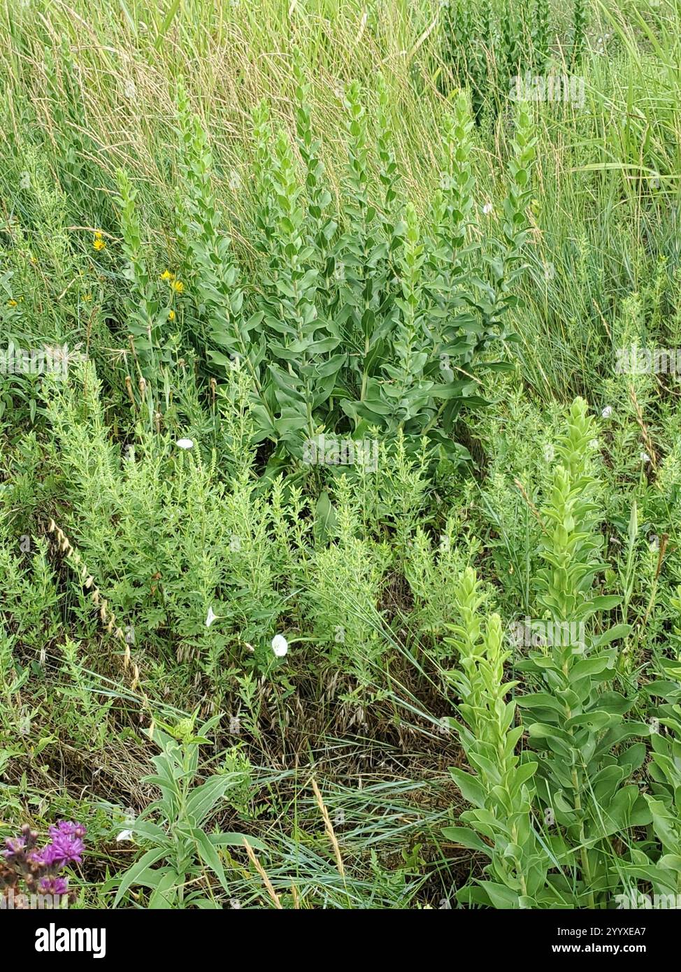 Solidago Rigida Golden Rockets stiff-leaved goldenrod (Solidago rigida Stock Photo - Alamy
