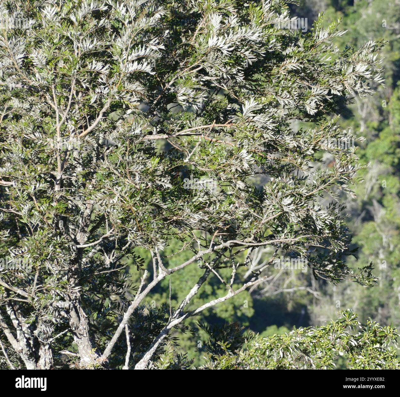 flowering plants (Angiospermae Stock Photo - Alamy
