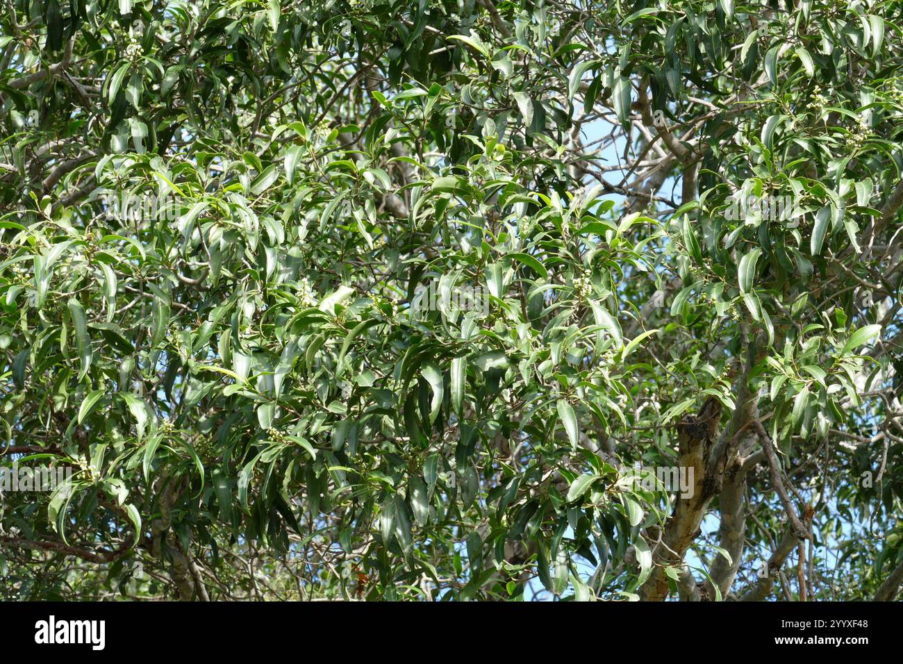 flowering plants (Angiospermae Stock Photo - Alamy
