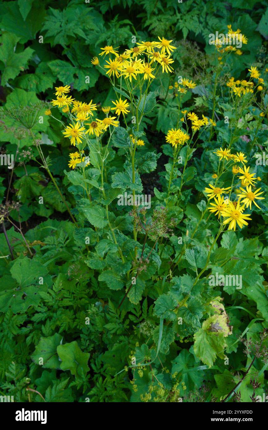 Alpine ragwort (Jacobaea alpina Stock Photo - Alamy