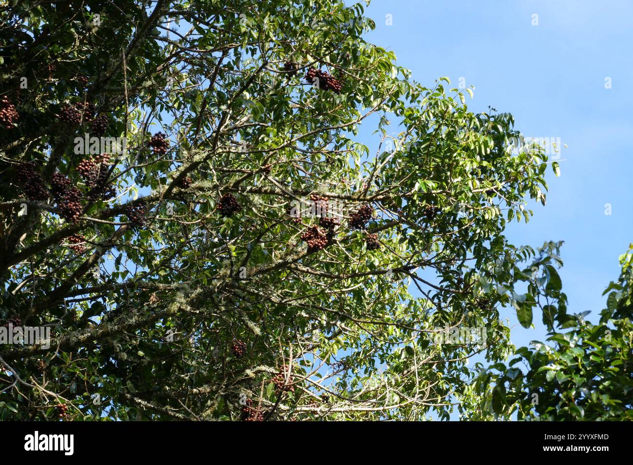 flowering plants (Angiospermae Stock Photo - Alamy