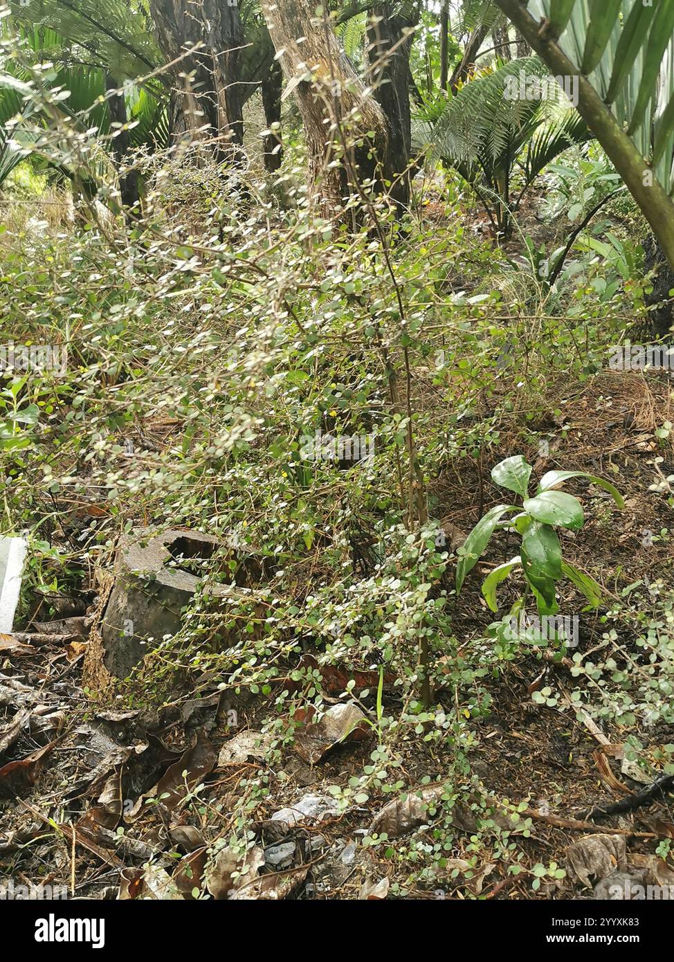 Twiggy coprosma (Coprosma rhamnoides Stock Photo - Alamy